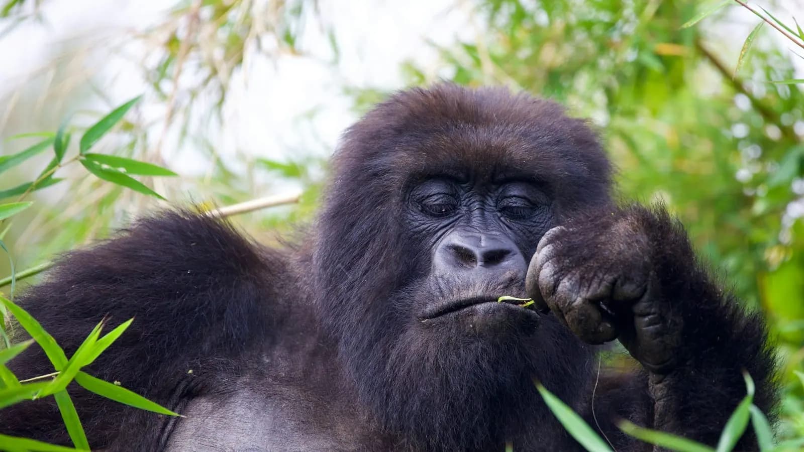 Bwindi Impenetrable Forest, Uganda