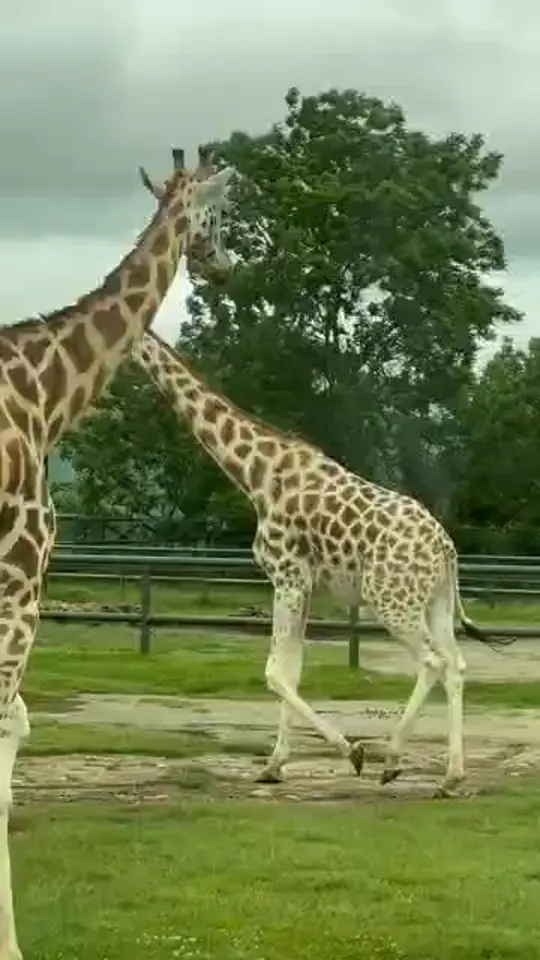 Giraffe